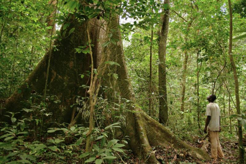 Bosque en Gabón, al oeste de África central / Axel Rouvin