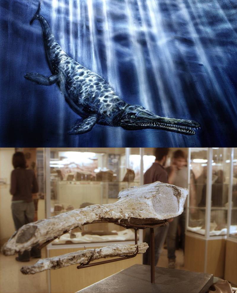 Cráneo fósil y recreación de un nuevo cocodrilo marino del Jurásico que habitó en los fondos marinos que cubrían parte del territorio aragonés hace 164 millones de años. / Aragosaurus.