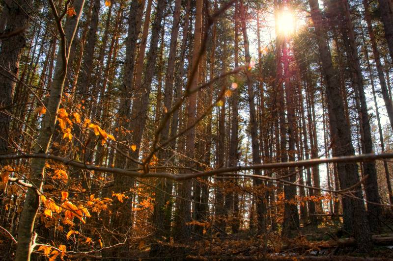 Cómo funciona un bosque