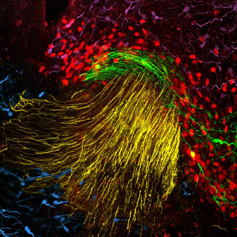 ¿Cómo se genera el centro cerebral de las emociones?