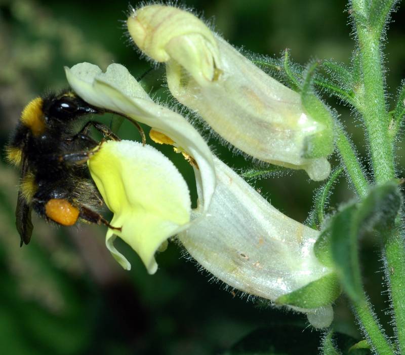 Confirman que sólo las abejas acceden a los dragoncillos