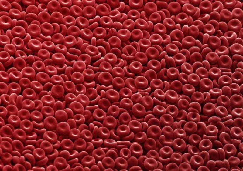 Cuestionan la teoría de una única célula madre como origen de los componentes de la sangre