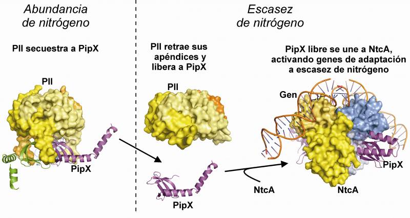 Descifran cómo la cantidad de nitrógeno puede controlar la actividad génica