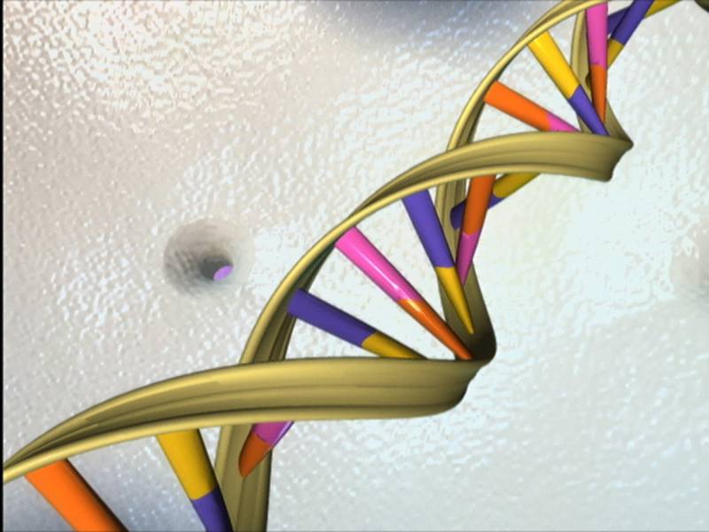 Representación gráfica de la doble hélice del ADN. Imagen: National Human Genome Res