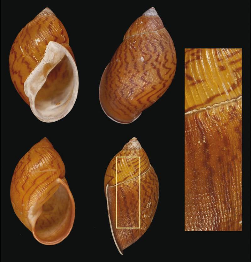 El ejemplar de la especie descrita, Plekocheilus cecepeus. / Servicio Fotográfico del MNCN