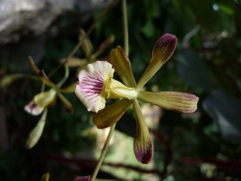 Encyclia navarroi recibe muy pocas visitas de las abejas, lo que garantiza la conservación de estas plantas. Imagen: Angel Vale. 