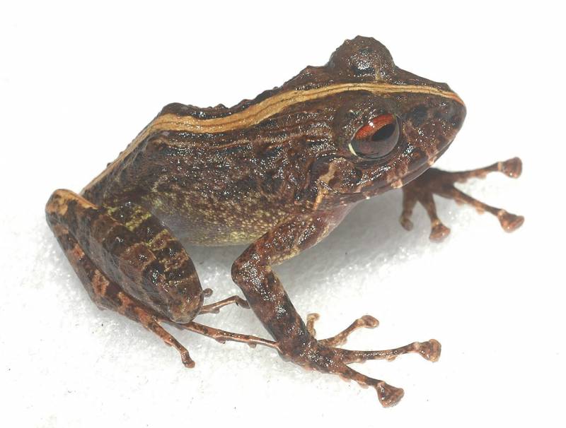  Una de las dos nuevas especies de rana descubiertas por científicos en la provincia de Leyte (Filipinas)