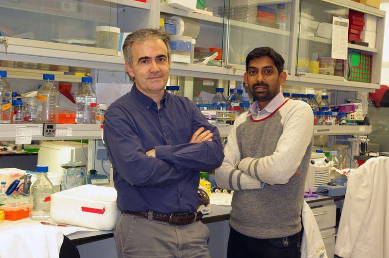 Angel R. Nebreda, líder del estudio, y Jalaj Gupta, primer autor del trabajo, en el laboratorio del IRB, en Barcelona. / IRB