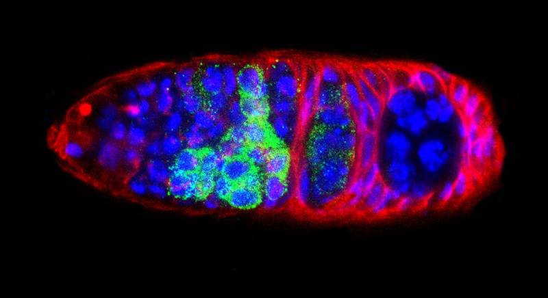 Descubren una función desconocida de una proteína que nos protege del cáncer