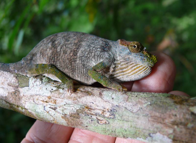 Descubren una nueva especie de camaleón en Tanzania