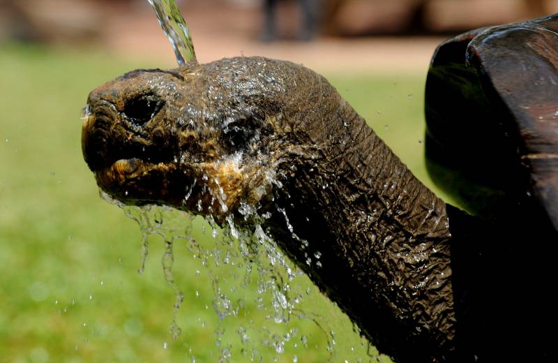 Detalle de Hugo, de 61 años, una tortuga de las Galápagos mientras es rociada con agua para refrescarla miércoles en el Parque Reptil Australiano en Sidney (Australia), durante la ola de calor que se registra en el país. 