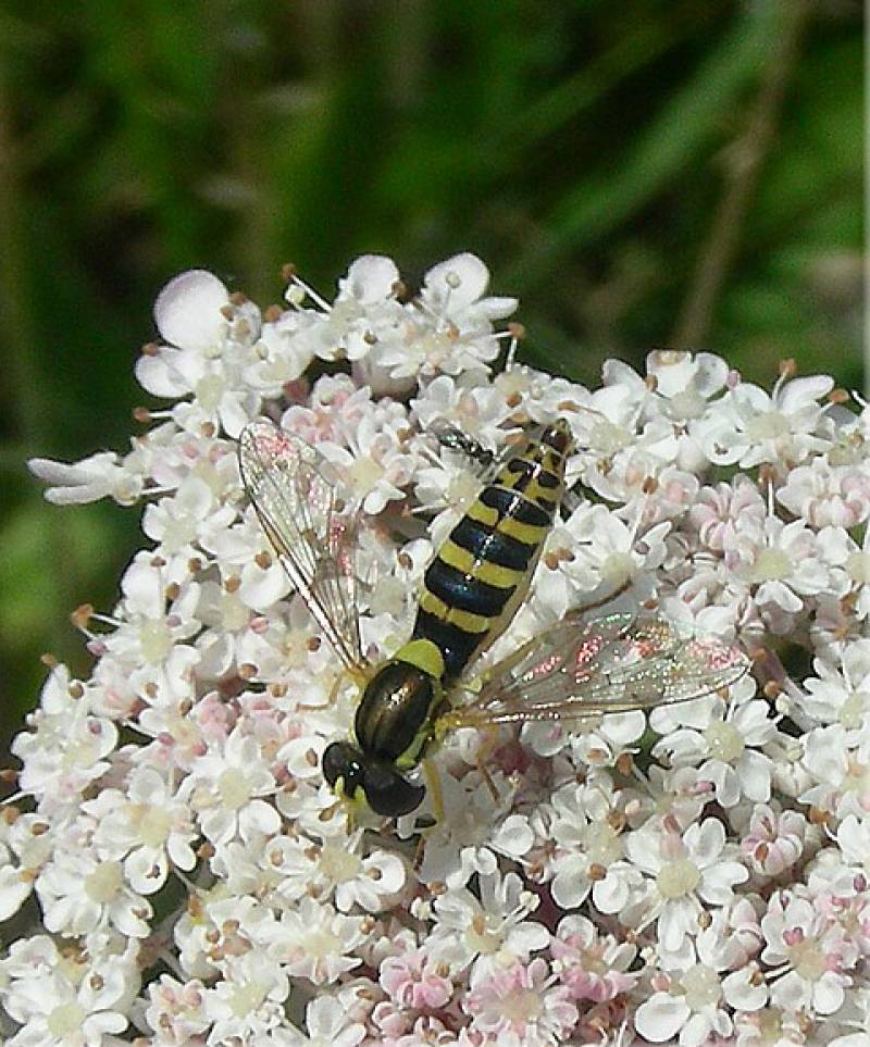 mosca de las flores