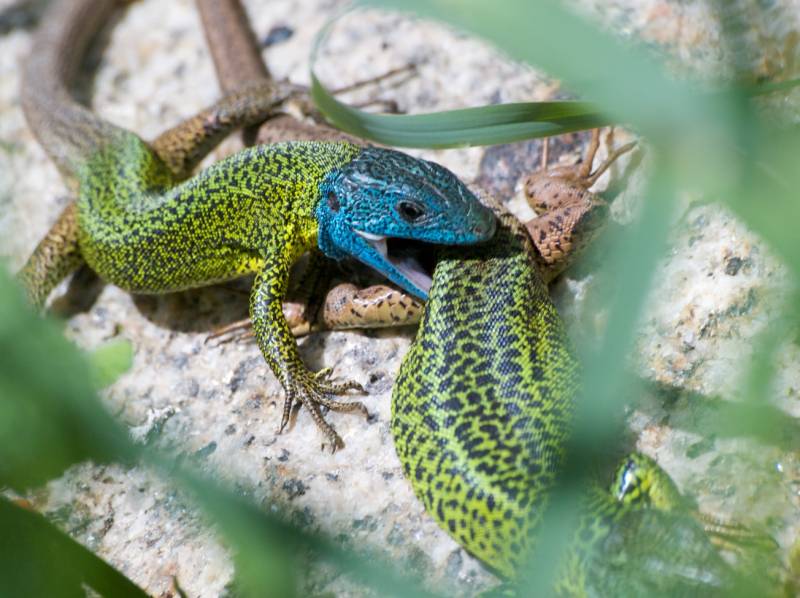 Lagarto de Valverde