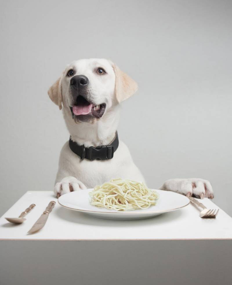 Las adaptaciones genéticas que permitieron a los perros asimilar el almidón fueron cruciales para que se convirtiera en un animal doméstico, según un estudio que publica la revista Nature.