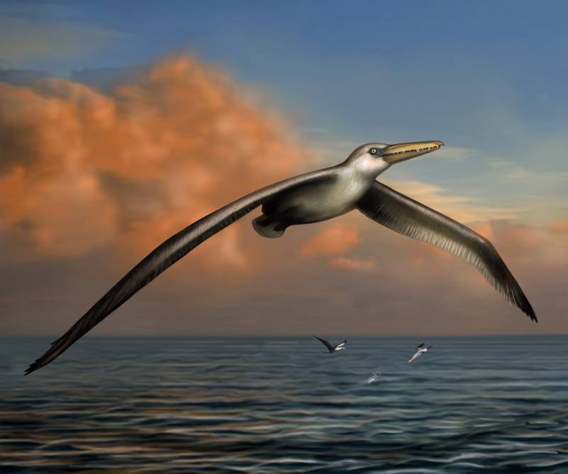 Dibujo de Pelagornis sandersi, el ave voladora más grande hasta la fecha. /Liz Bradford