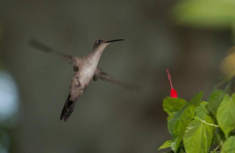 Colibrí