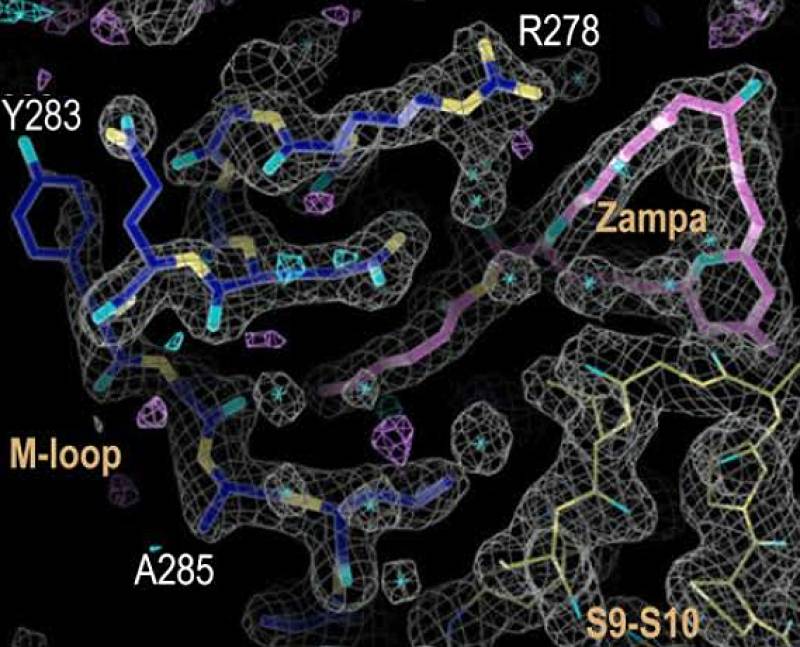 Bucles de tubulina con la zampanolida y otras sustancias. Imagen: Andrea E. Prota et al. 