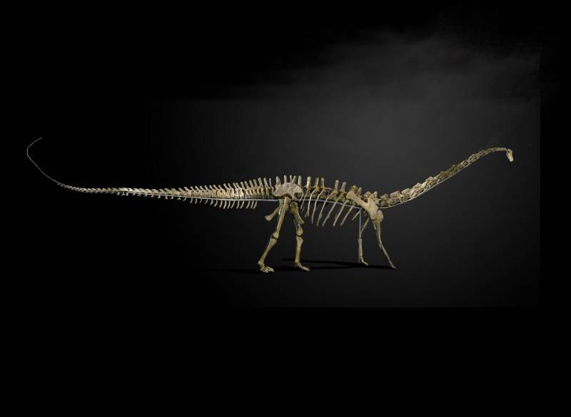 Quien quiera llevarse este ejemplar de Diplodocus tendrá que gastarse entre 400.000 a 600.000 libras/ Summers Place Auctions