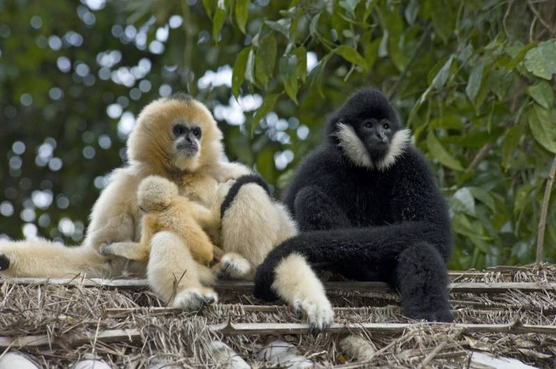 Una familia de gibones de mejillas blancas norteños (Nomascus leucogenys) descansan en el bosque tropical de Yexianggu, China. / OHSU.