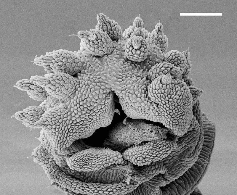 Apertura de la papila de Peripatus Solorzanoi obtenida por microscopía electrónica de barrido. La barra es de 100 micras. / Cristiano Sampaio-Costa.