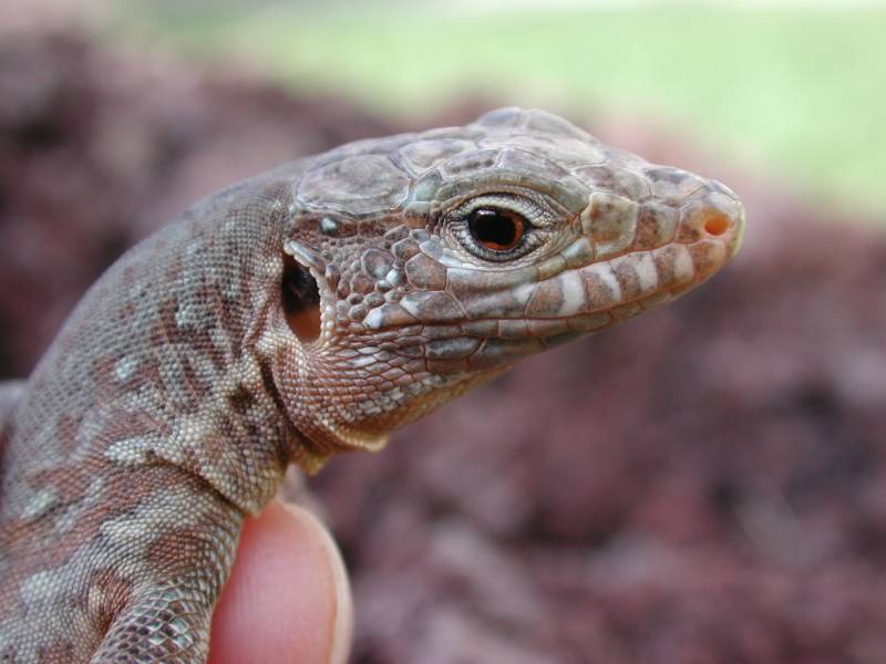 El incierto destino del lagarto moteado de Tenerife (II)