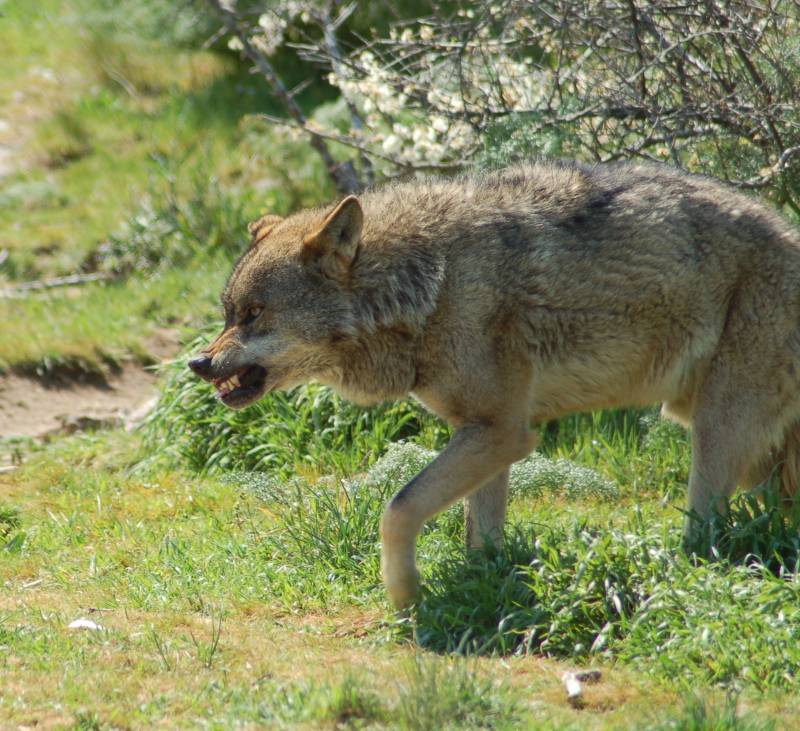Ejemplar de lobo ibérico.