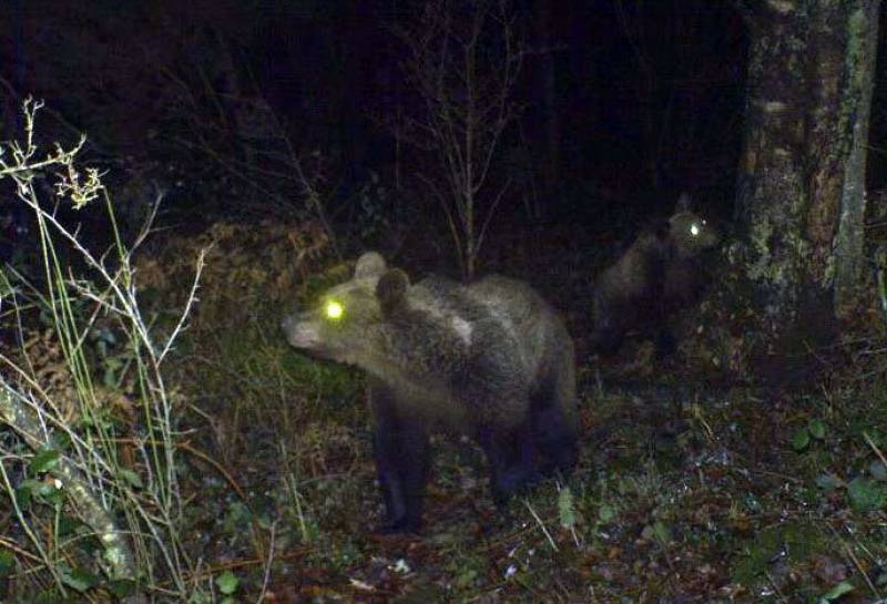 Dos osos en el parque natural de Somiedo. / FAPAS