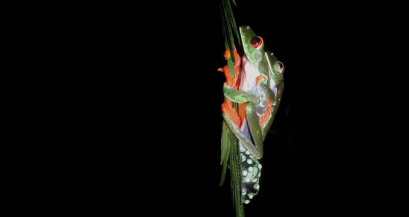 Los anfibios presentan la mayor variedad de formas de reproducción de entre todos los vertebrados terrestres. Imagen: CSIC.  