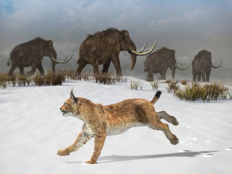 Reconstrucción del lince ibérico que habitó la península ibérica hace 1,6 millones de años. / José Antonio Peñas (Sinc)