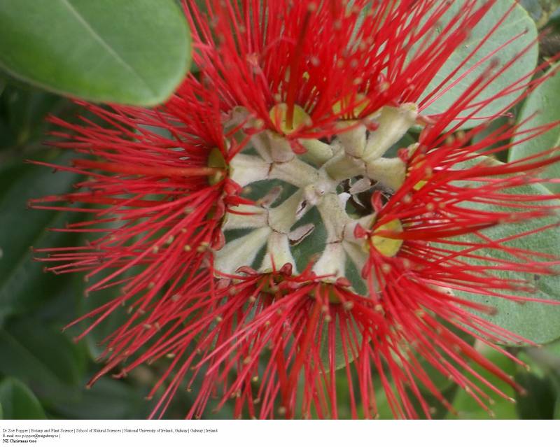 flor