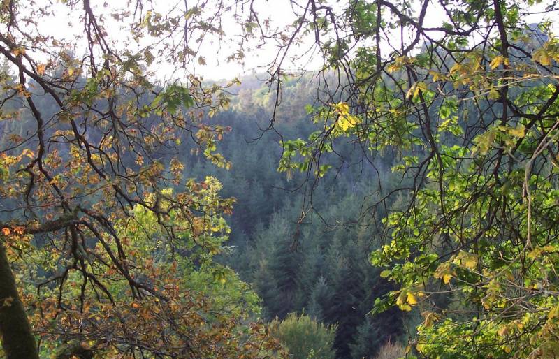 España destinará 25 millones de euros en 2010 a reducir las emisiones de CO2 por la deforestación 