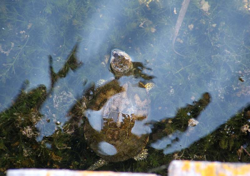 Estudian por primera vez la diversidad bacteriana de las Tablas de Daimiel
