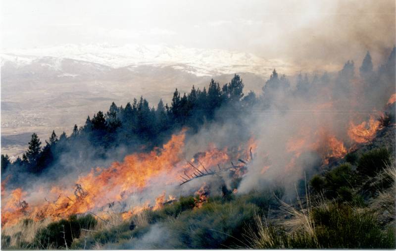 Evalúan el efecto del fuego en las aves