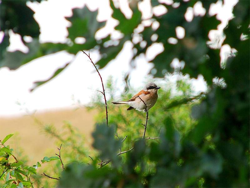 Evalúan el efecto del fuego en las aves