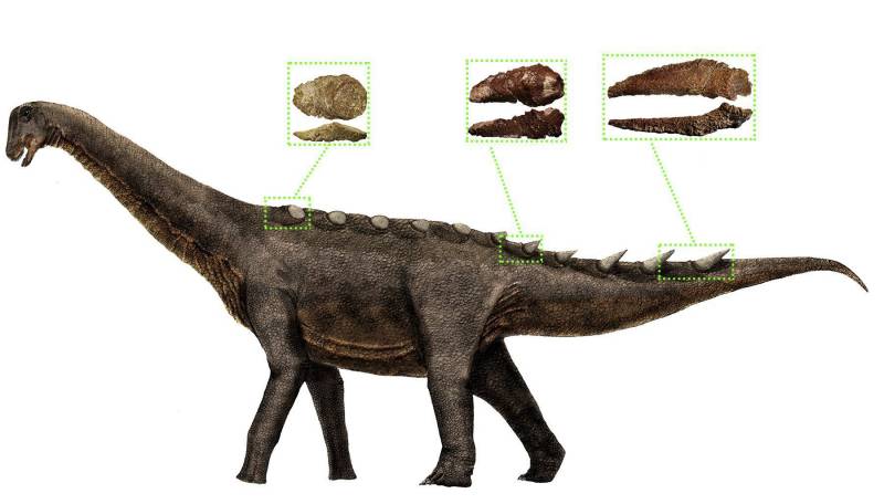  Reconstrucción de la armadura dérmica de los saurópodos titanosaurios, los últimos dinosaurios gigantes. / UNED