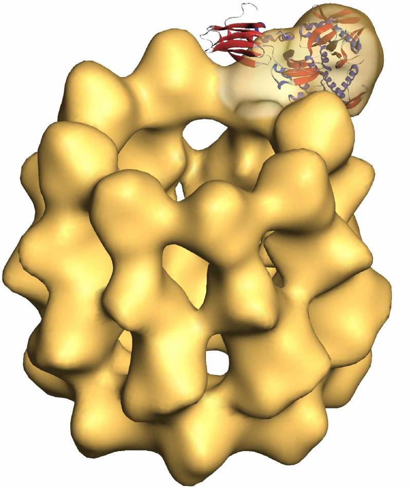 Chaperonas Hsp60 y Hsp70