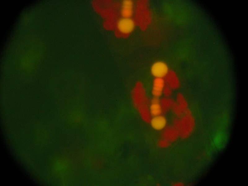 Cianobacterias quisquillosas que sólo toman nitrógeno 