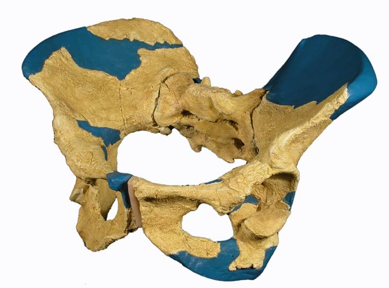 pelvis femenina del Homo Erectus