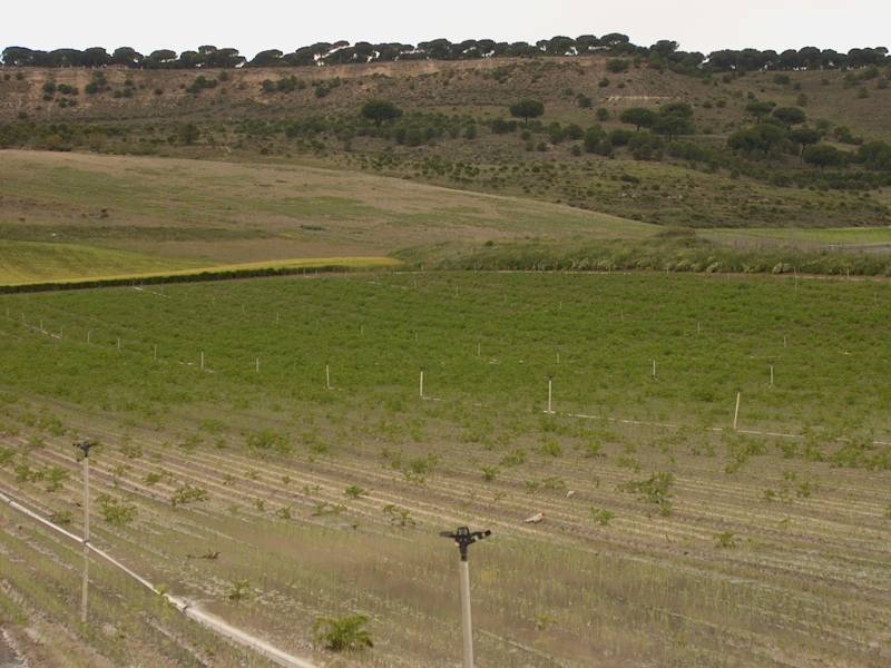 El arsénico de las aguas de riego se transfiere a los cultivos
