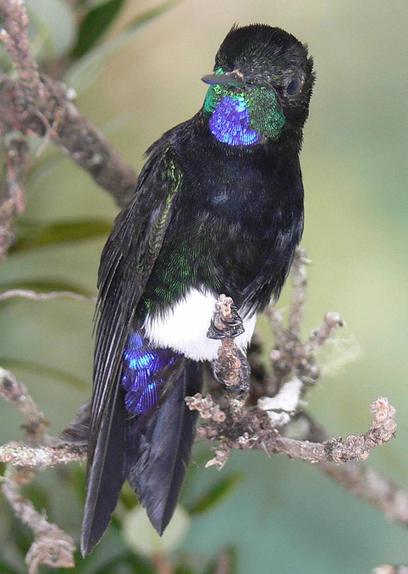 La Lista Roja de especies amenazadas amplía a 192 las aves en peligro de extinción