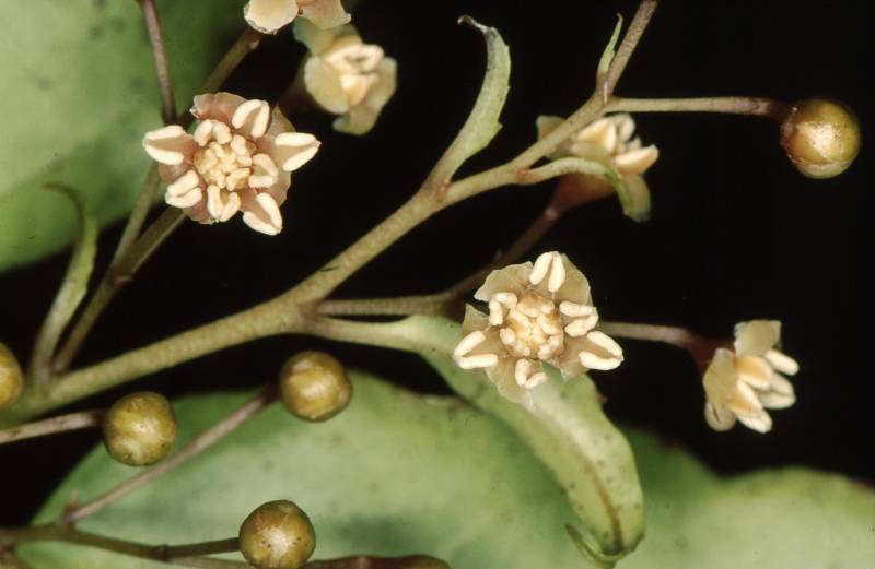 Las islas albergan mucha más biodiversidad