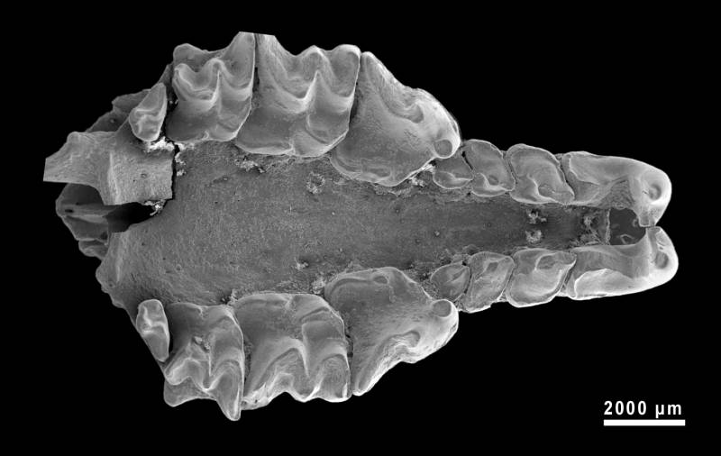 Una musaraña ‘gigante’ vivió en la Sierra de Atapuerca hace casi un millón de años