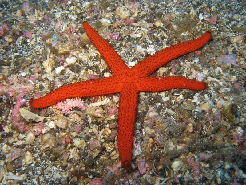Crean un nuevo marco para la gestión eficaz de las Áreas Marinas Protegidas 