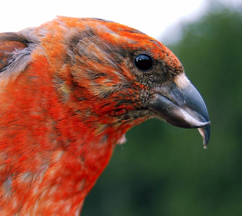 El secreto del color de las plumas de las aves se encuentra en el hígado