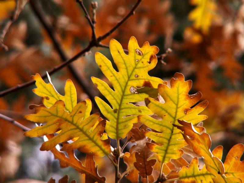 Los bosques de roble melojo en España se debilitarán por el cambio climático 