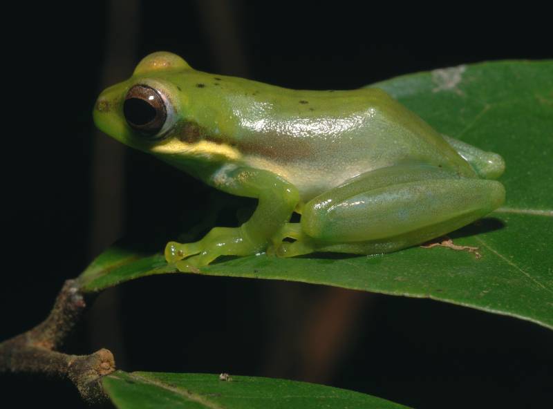 rana Chiromantis samkosensis