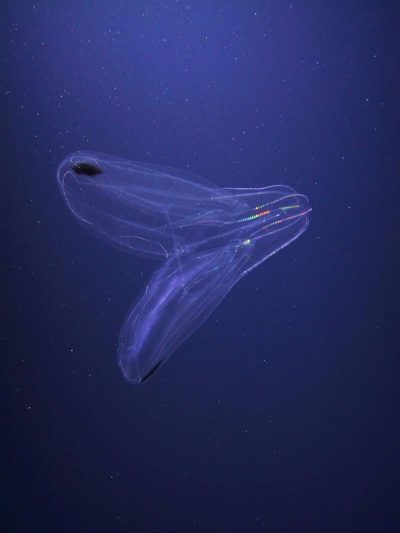 El Ártico y la Antártida comparten 235 especies marinas idénticas