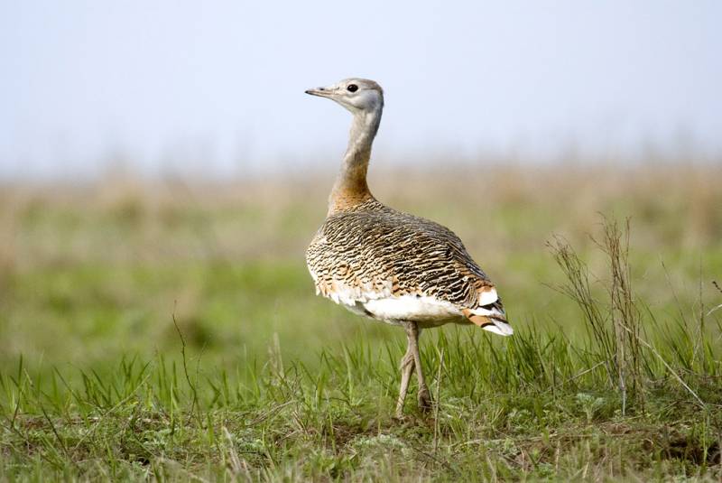 El 50% de los espacios españoles de la red Natura 2000 no está del todo protegido
