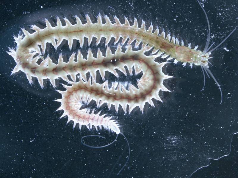 Platynereis dumerilii.