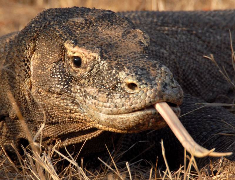 El mordisco envenenado del dragón de Komodo